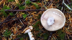 Lactarius pallescens
