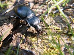 Carabus glabratus