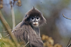 Trachypithecus phayrei