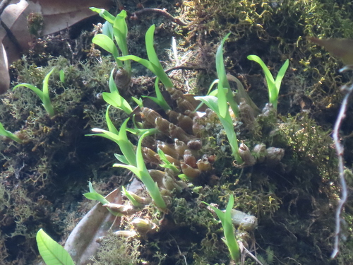 Eria japonica iNat (2)