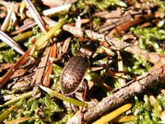 Carabus linnaei