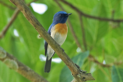 Cyornis rubeculoides