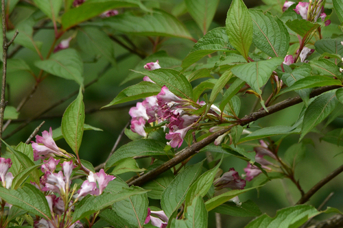 Weigela japonica iNat (2)