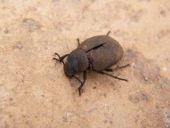 Phymatiotris quadricollis