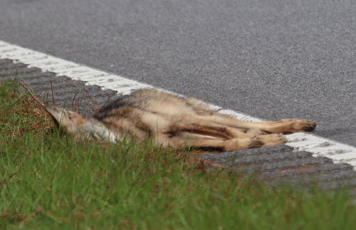 Coyote photographed in Mississippi