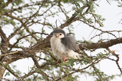 Polihierax semitorquatus