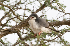 Polihierax semitorquatus