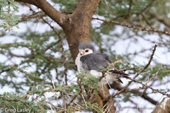 Polihierax semitorquatus