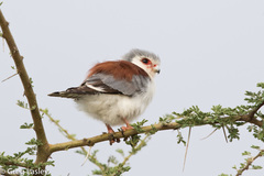 Polihierax semitorquatus