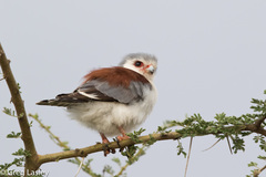 Polihierax semitorquatus