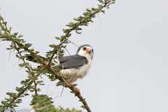 Polihierax semitorquatus