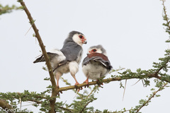 Polihierax semitorquatus