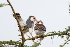 Polihierax semitorquatus