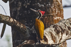 Chrysocolaptes guttacristatus