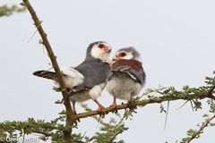 Polihierax semitorquatus