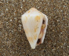 Conasprella perplexa