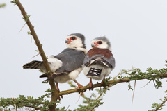 Polihierax semitorquatus