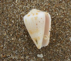 Conasprella perplexa
