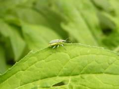 Chlorophanus viridis