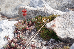 Selaginella watsonii