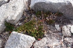 Selaginella watsonii