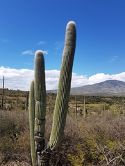 Cephalocereus macrocephalus