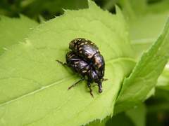 Liparus glabrirostris