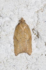 Acleris rhombana