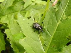 Liparus glabrirostris