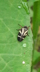 Deois flavopicta