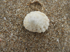 Crucibulum scutellatum