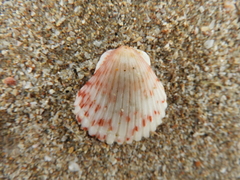 Argopecten ventricosus
