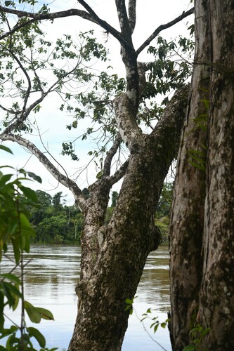 Fourleaf Vochysia (Vochysia tetraphylla)