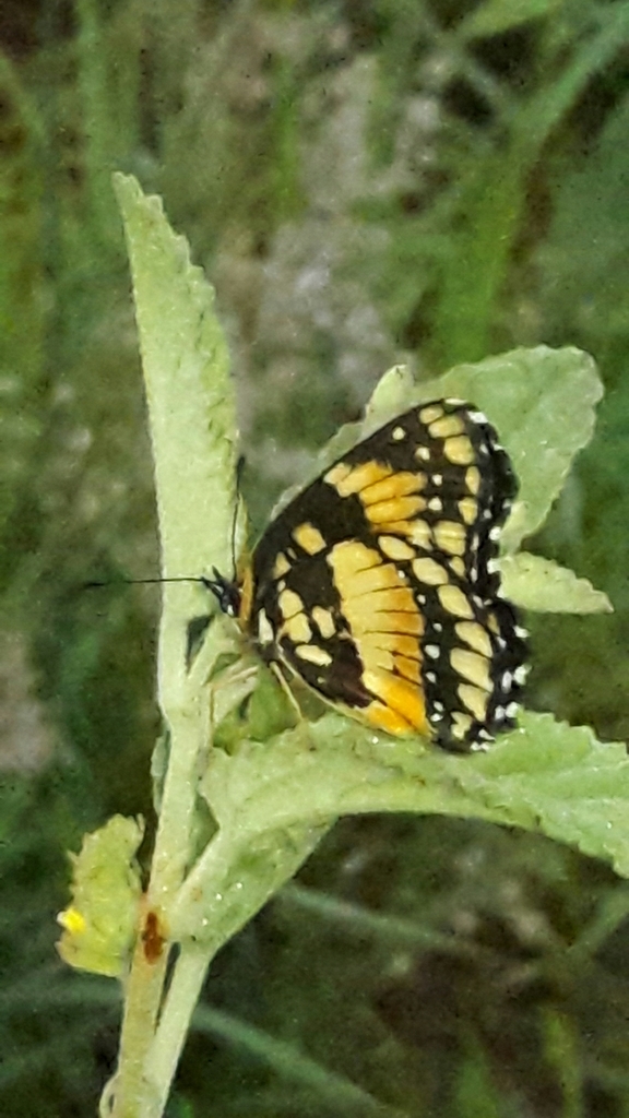 Chlosyne lacinia saundersi
