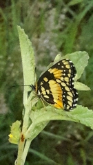 Chlosyne lacinia saundersi