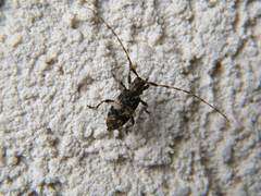 Leiopus linnei