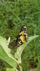 Chlosyne lacinia saundersi