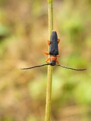 Phytoecia affinis