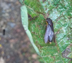 Proconiini