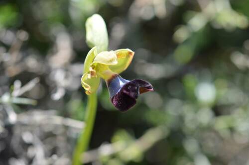 Image of Ophrys atlantica by (c) Mourad Harzallah, some rights reserved (CC BY)