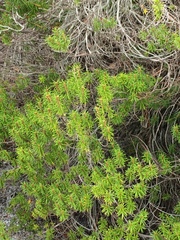Ceratiola ericoides image