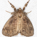 Fir Tussock Moth - Photo (c) Daniel Mooney, some rights reserved (CC BY-NC), uploaded by Daniel Mooney