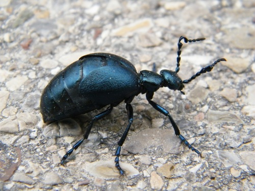 Violet Oil Beetle