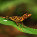 Anolis chrysolepis - Photo (c) Pedro Ivo, μερικά δικαιώματα διατηρούνται (CC BY-NC), uploaded by Pedro Ivo