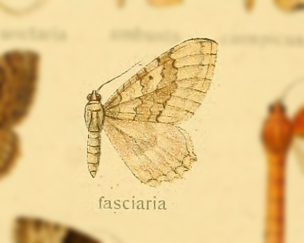 Rheumaptera fasciaria