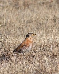Naumann's Thrush photo 3
