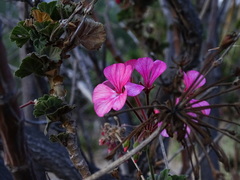 Pelargonium × hybridum