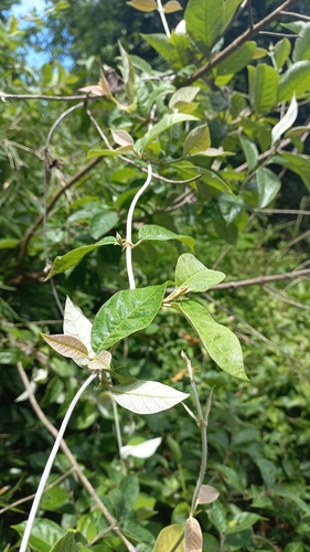 Trigonia nivea (Trigonia nivea)