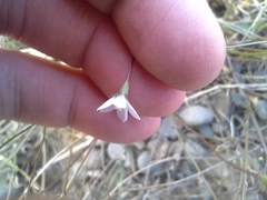 Wahlenbergia rupestris