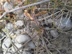 Wahlenbergia rupestris